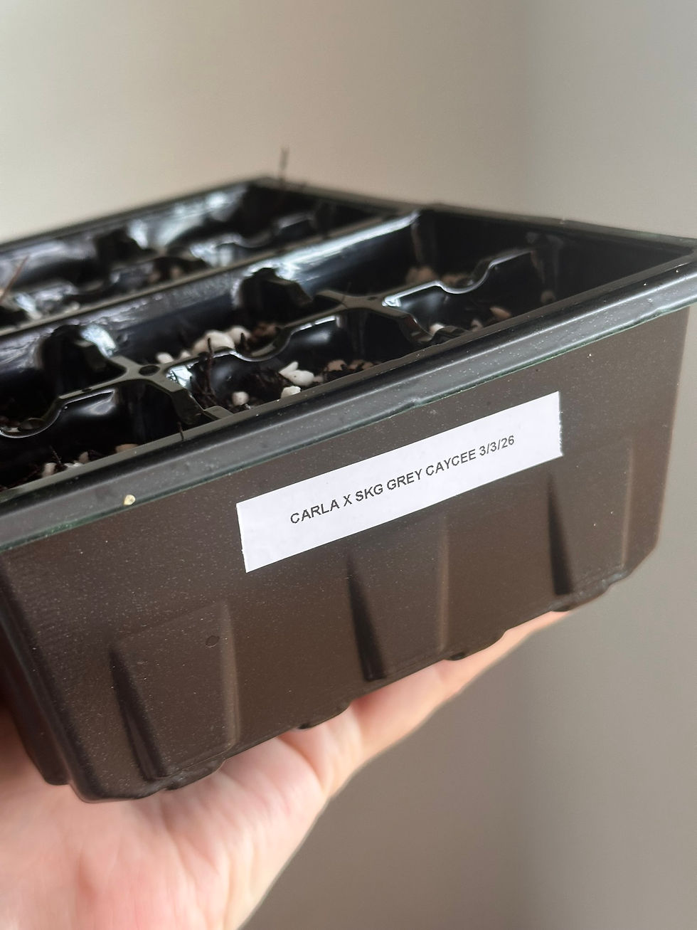 Thumbnail: 'Grey Matter' Carla x SKG Grey x Caycee Germinated Anthurium Seeds