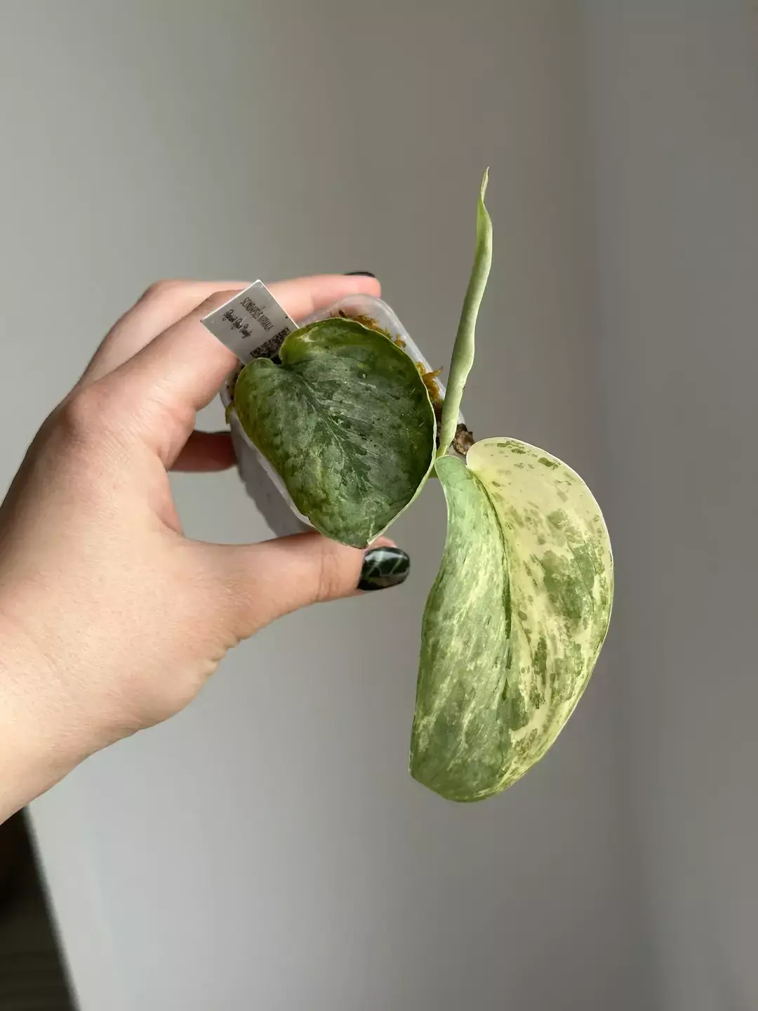 Scindapsus Nirmala