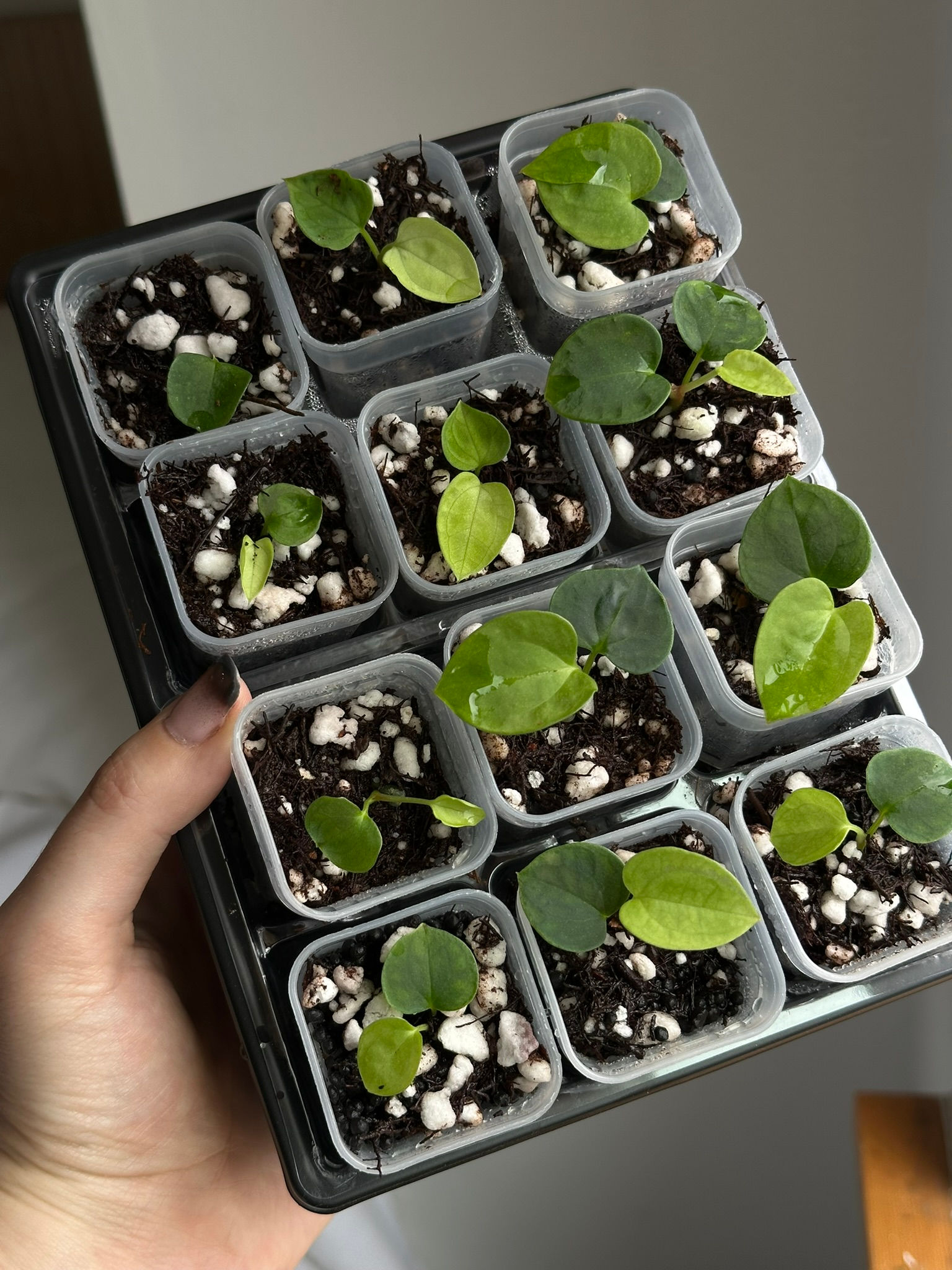 Pure Papillilaminum Sprouts RA5 Clone S1