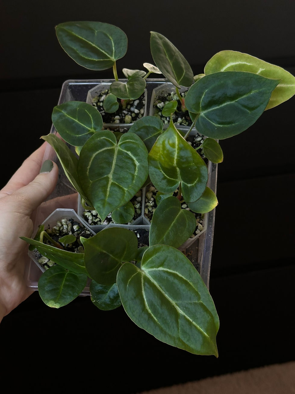 Thumbnail: Anthurium Thin Crystal x Carla Growers Choice Seedling