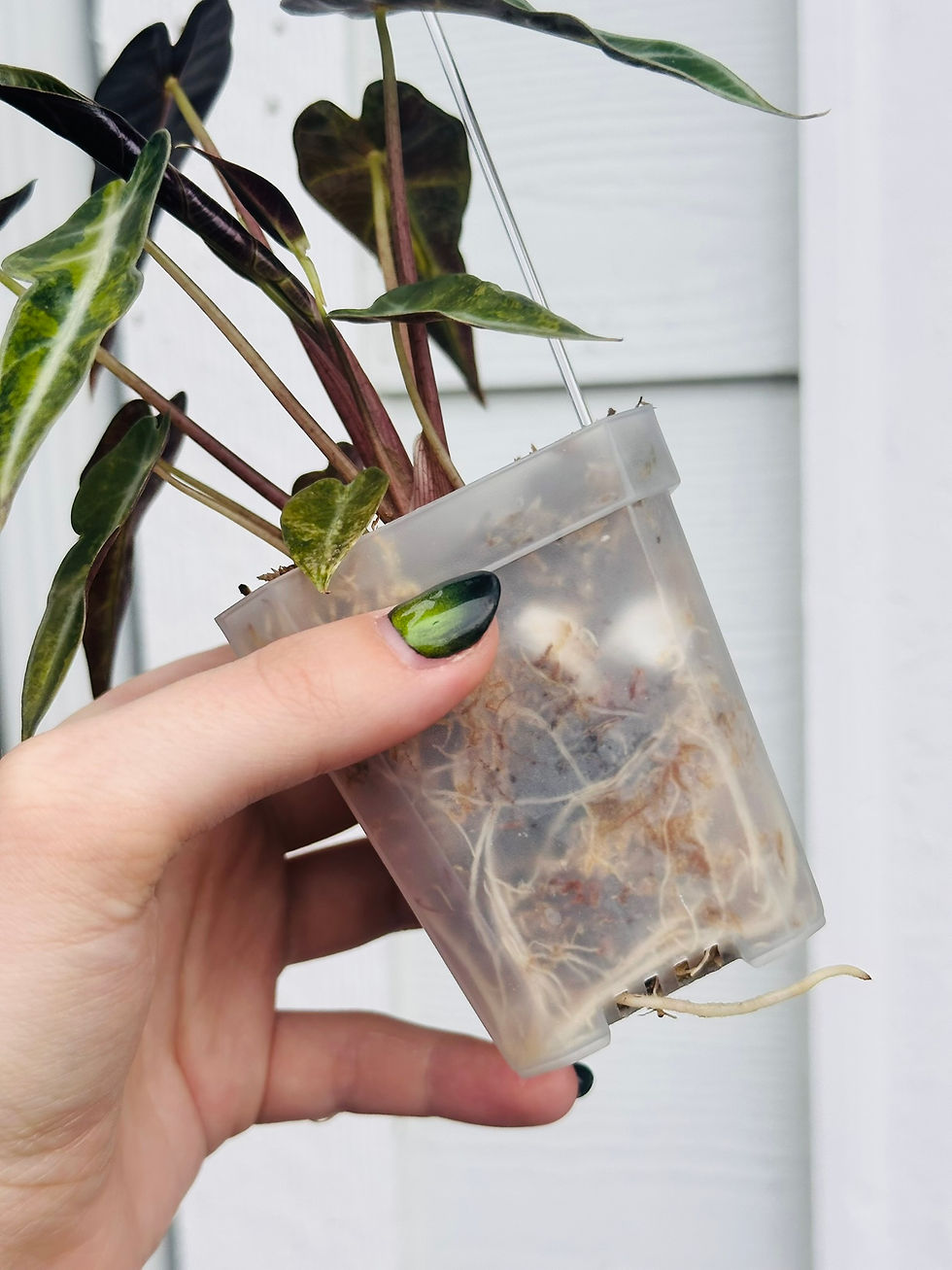 Thumbnail: Alocasia Bambino Aurea - Corming Size