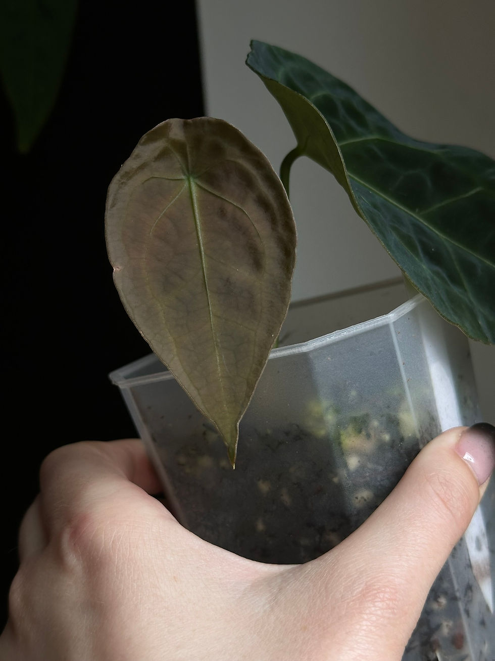 Thumbnail: Anthurium Forgetii Dark Form Clone
