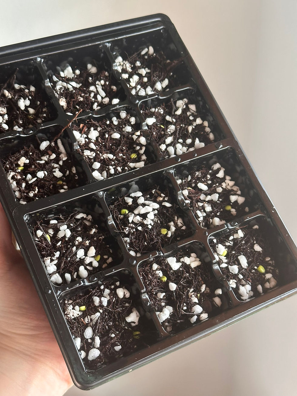 Thumbnail: 'Grey Matter' Carla x SKG Grey x Caycee Germinated Anthurium Seeds