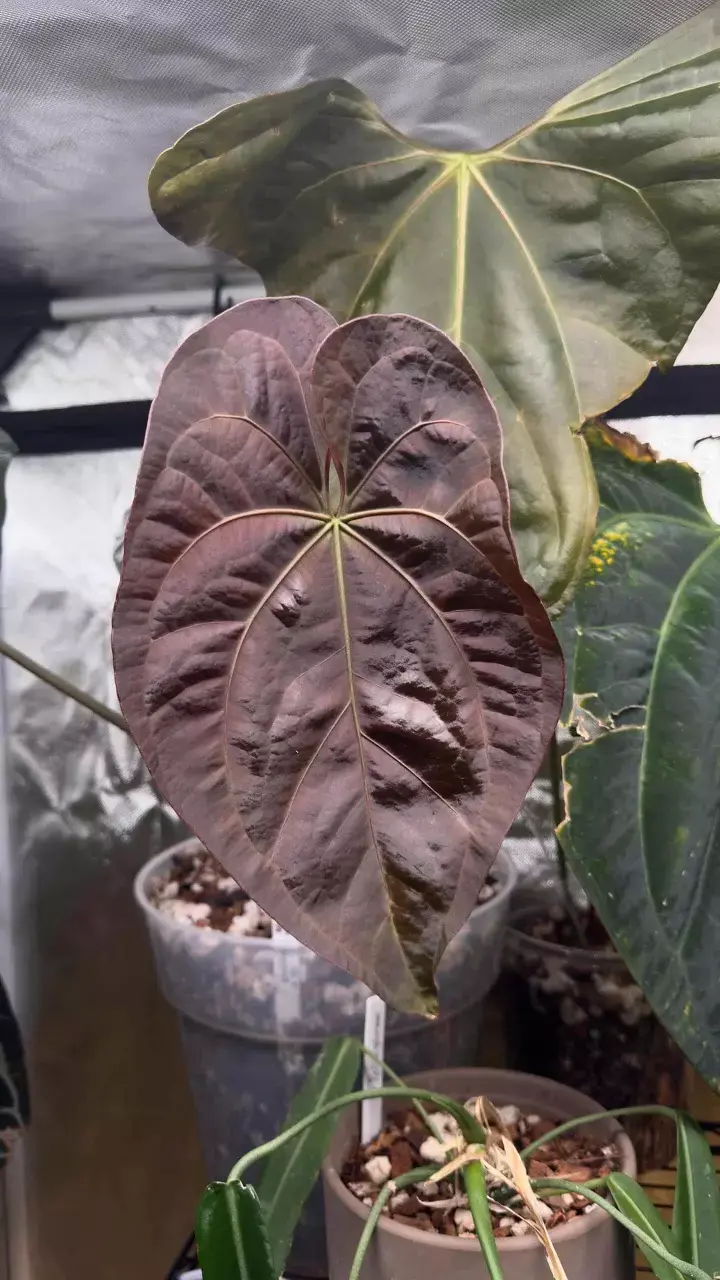 Thumbnail: ((Wonderboy x Pap) X AOS) X NSE Port Clone