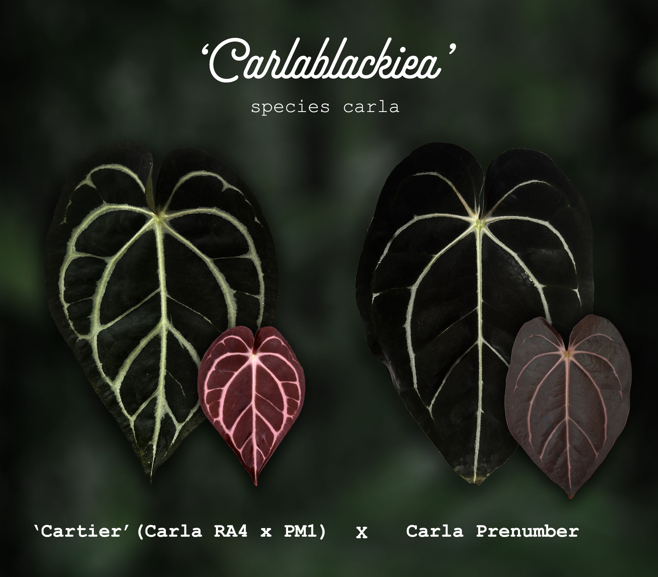 Pure Carlablackiea Sprouts 'Cartier' x 'Prenumber'