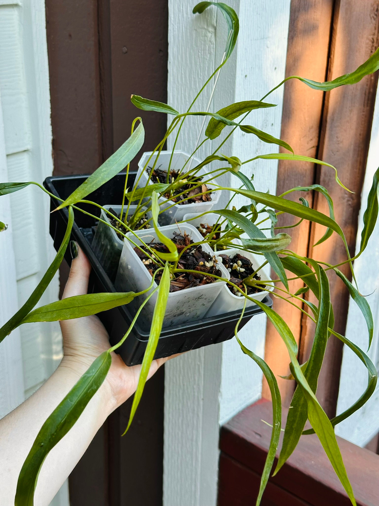 Anthurium Friedrichsthalii Pendant Strap Leaf - Weirdos!