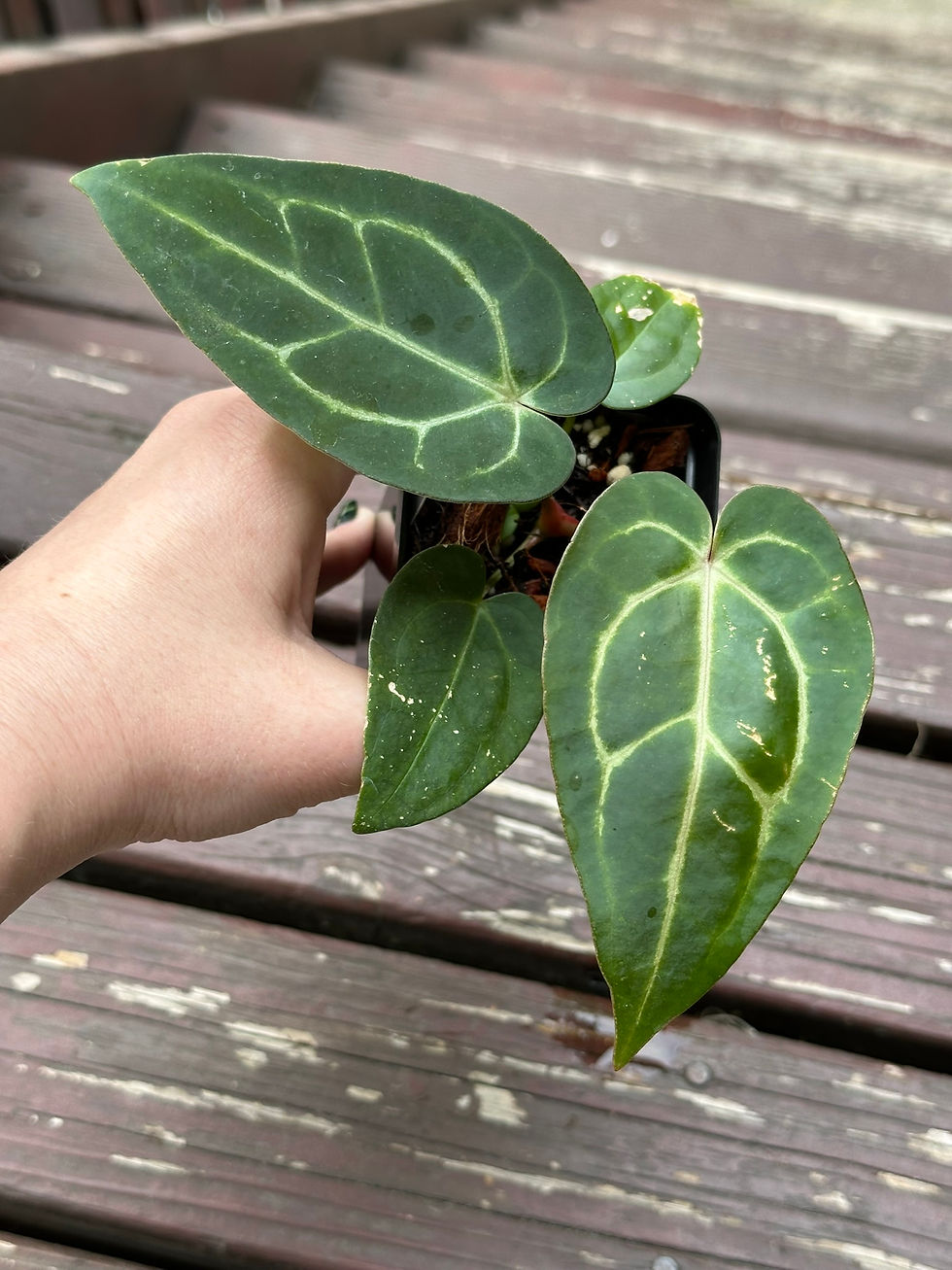 Thumbnail: Growers Choice Anthurium Seedling - Mystery Plant!