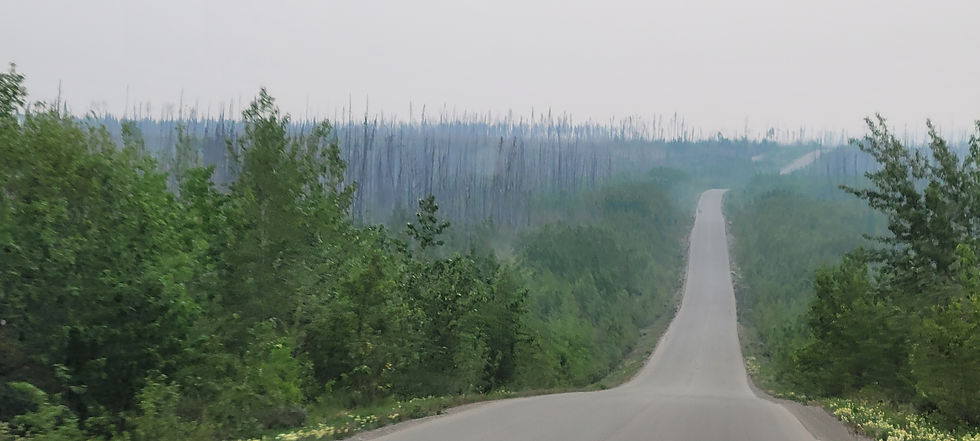 Evidence of a past wildfire, under smoky skies (Cassiar Highway, British Columbia).  Lower-intensity wildfires and prescribed burns can be healthy for some forests, especially lodgepole pine (interior British Columbia), and can clear space for new saplings and berry patches.  But higher-intensity wildfires, and wildfires that threaten residences, towns, or highways, are fought fiercely by the BC Wildfire Service.  On one drive, we saw a helicopter dangling a water scoop over a lake on its way to a fire.  Fire isn't the only threat to forests in British Columbia, however; there are also bark beetles that attack pine and spruce trees.