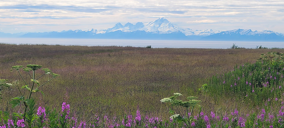 There are at least four active volcanoes within 120 miles of Homer, Alaska, two of which erupted in the early 2000's (Mount Redoubt and Mount Augustine) and one of which was a little restive in the Summer of 2025 (Mount Spurr), so we kept an eye on the reporting website for it. These previous eruptions deposited ash on Homer and Anchorage!