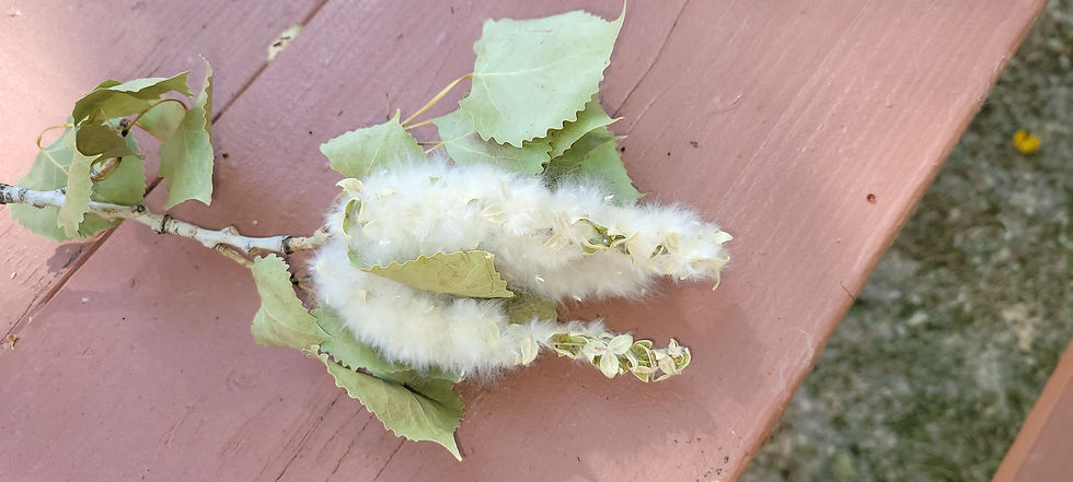 Cottonwood twig, Miles City, Montana, July 2021.  (All pictures by author)