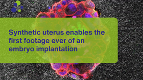 Synthetic uterus enables the first footage ever of an embryo implantation