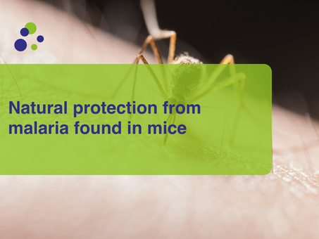 Natural protection from malaria found in mice