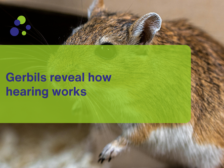 Gerbils reveal how hearing works
