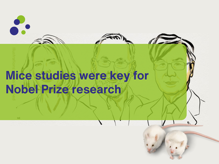 Mice studies were key for 2025 Nobel Prize research