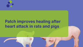 Patch improves healing after heart attack in rats and pigs