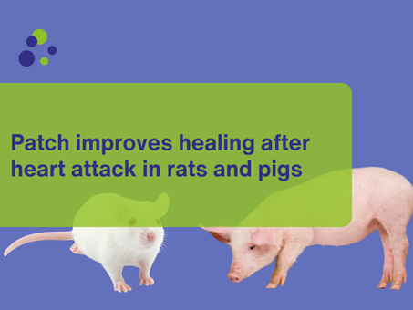 Patch improves healing after heart attack in rats and pigs