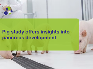 Pig study offers insights into pancreas development