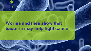 Worms and flies show that bacteria may help fight cancer