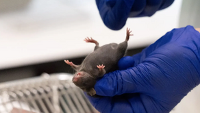 Vaccine protects mice against severe allergic reactions