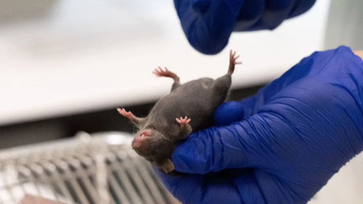 Vaccine protects mice against severe allergic reactions