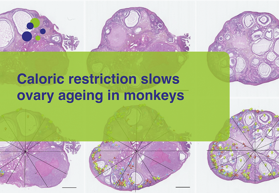Caloric restriction slows ovary ageing in monkeys