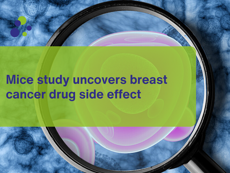 Mice study uncovers breast cancer drug side effect