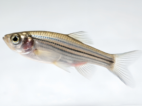 How stress alters the brain in zebrafish