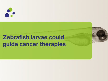 Zebrafish larvae could guide cancer therapies