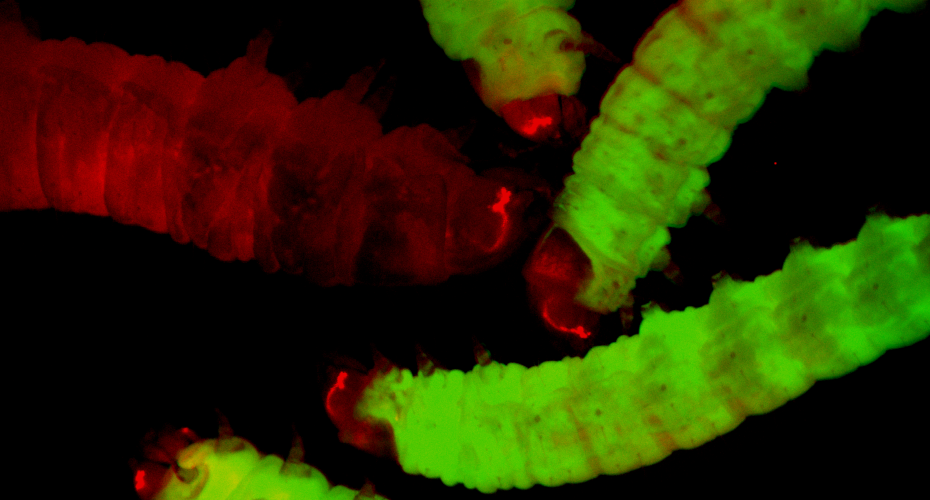 Moths could reduce mammals’ use in science