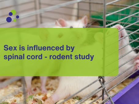 Sex is influenced by spinal cord - rodent study