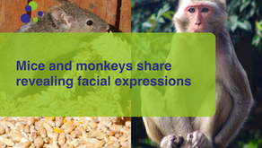 Mice and monkeys share revealing facial expressions 