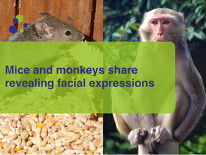 Mice and monkeys share revealing facial expressions 