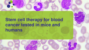 Stem cell therapy for blood cancer tested in mice and humans 