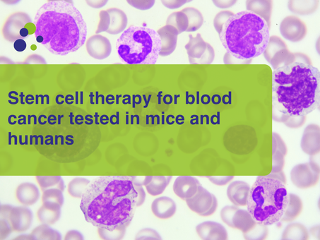 Stem cell therapy for blood cancer tested in mice and humans