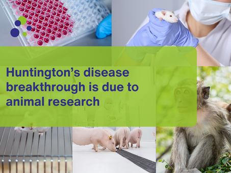 Huntington’s disease breakthrough is due to animal research