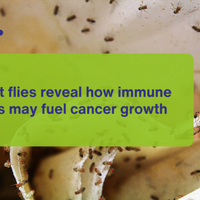 Fruit flies reveal how immune cells may fuel cancer growth