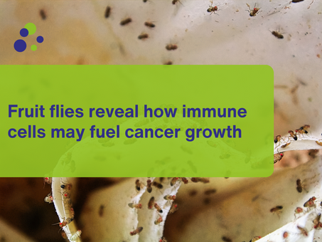 Fruit flies reveal how immune cells may fuel cancer growth