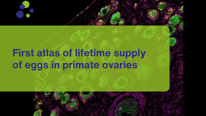 First atlas of lifetime supply of eggs in primate ovaries 
