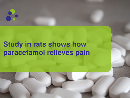Study in rats shows how paracetamol relieves pain