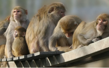 Dutch TV programme ‘Focus’ on animal research