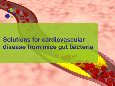 Solutions for cardiovascular disease from mice gut bacteria
