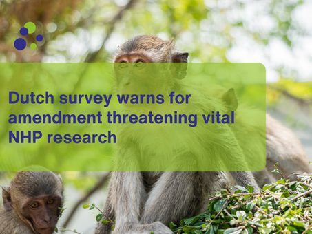 Dutch survey warns for amendment threatening vital NHP research