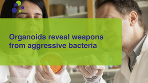 Organoids reveal weapons from aggressive bacteria