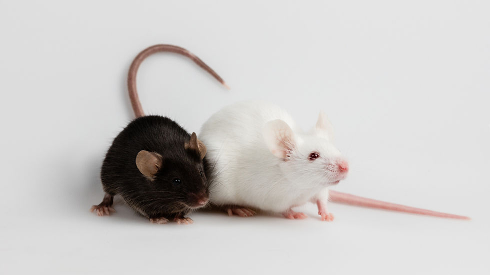 Two mice next to each other. One with white and the other with black fur