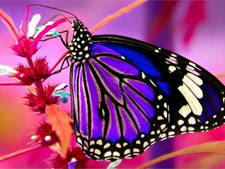 Transitions - The Advantage of Change