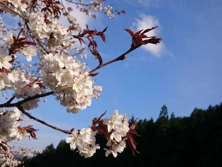 桜満開 あなみdeヨガ