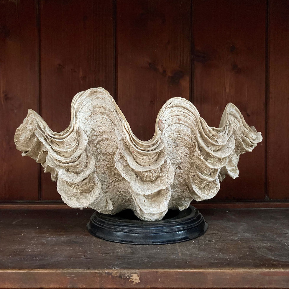 Thumbnail: SOLD - Antique clam shell