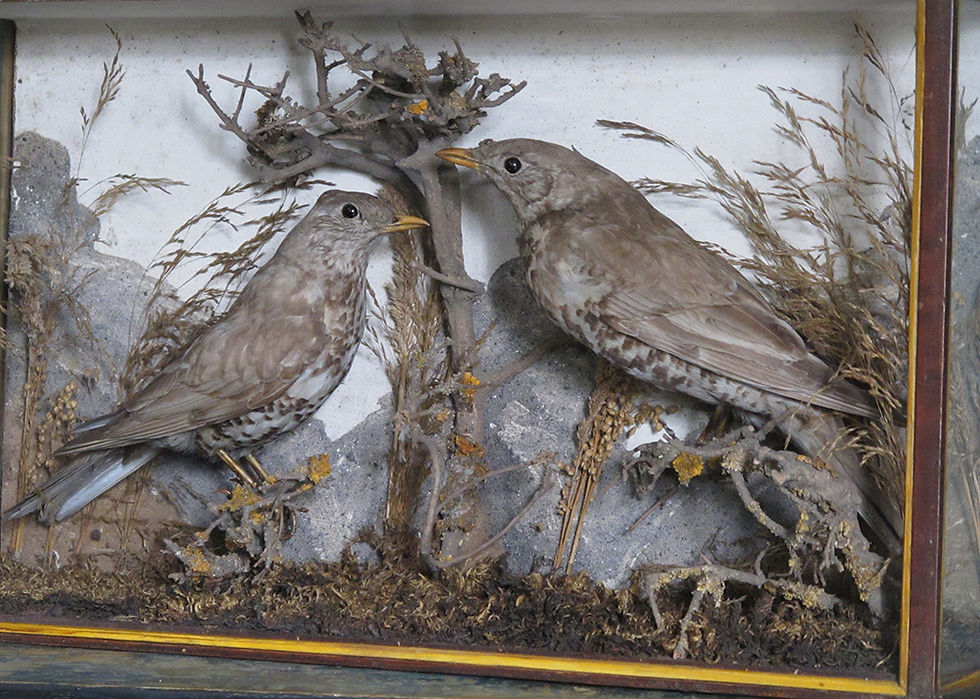 Thumbnail: NOW SOLD - Taxidermy mistle thrushes