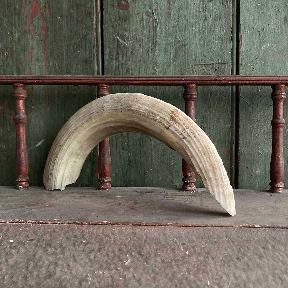 Thumbnail: SOLD - Antique hippopotamus tusk