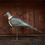 Thumbnail: SOLD - Antique wood pigeon decoy